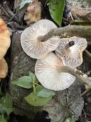 Desarmillaria