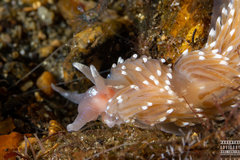 Facelina bostoniensis