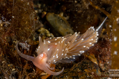 Facelina bostoniensis