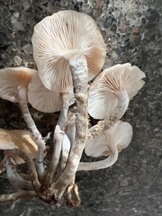 Desarmillaria