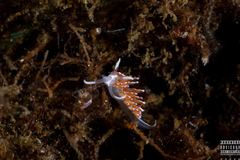 Facelina auriculata