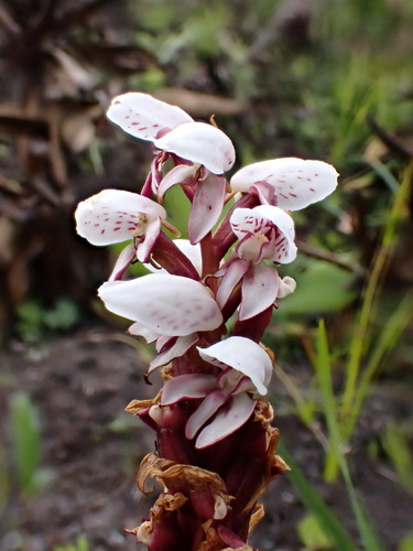 Image of Peat Disa by (c) Ren Hoekstra, some rights reserved (CC BY)