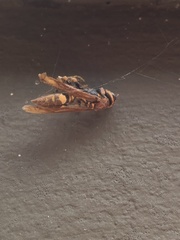Polistes versicolor