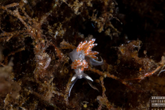 Facelina auriculata
