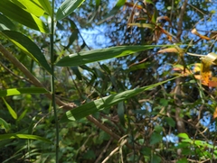 Flagellaria