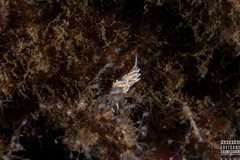 Facelina auriculata