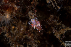 Facelina auriculata