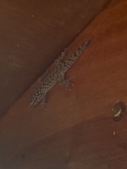 Phyllodactylus darwini