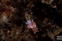 Facelina auriculata