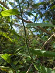 Flagellaria