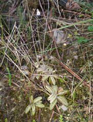Pinguicula lusitanica