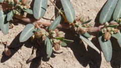 Euphorbia abramsiana