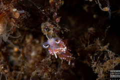 Facelina auriculata