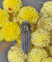 Acmaeoderella coarctata