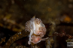 Facelina bostoniensis