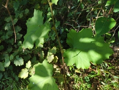 Rubus alceifolius