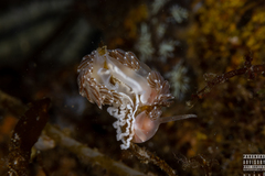 Facelina bostoniensis