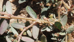 Euphorbia abramsiana