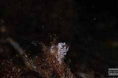 Facelina bostoniensis