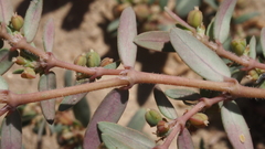 Euphorbia abramsiana