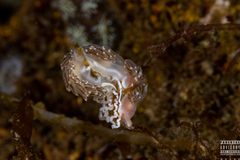 Facelina bostoniensis