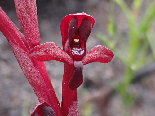 Image of Disa ophrydea by (c) Ren Hoekstra, some rights reserved (CC BY)