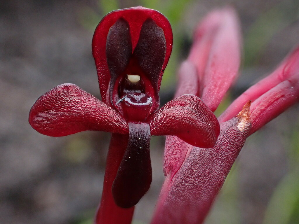 Disa ophrydea