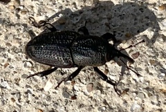 Sphenophorus venatus