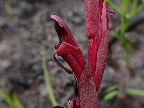 Image of Disa ophrydea by (c) Ren Hoekstra, some rights reserved (CC BY)
