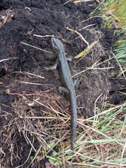 Stenocercus trachycephalus