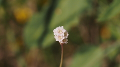 Boerhavia wrightii