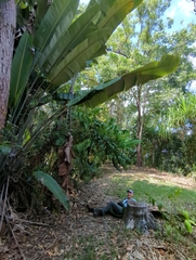 Ravenala madagascariensis