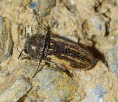 Acmaeoderella sefrensis