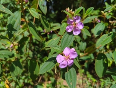 Melastoma