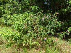Melastoma