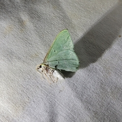 Dichorda illustraria