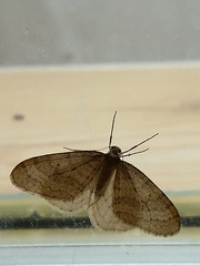 Operophtera fagata