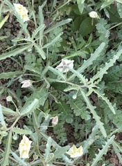 Chamaesaracha coronopus