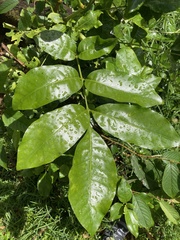 Dysoxylum spectabile