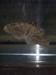Operophtera fagata