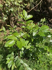 Dysoxylum spectabile