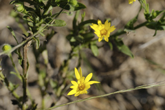 Bradburia pilosa