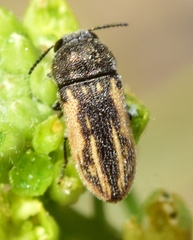 Acmaeoderella sefrensis