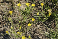Bradburia pilosa