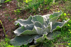 Verbascum pulverulentum