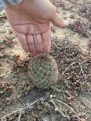 Mammillaria dioica dioica