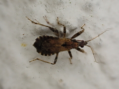 Himacerus mirmicoides