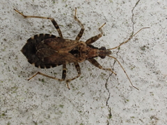 Himacerus mirmicoides