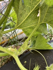 Cucumis sativus