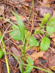 Penstemon multiflorus
